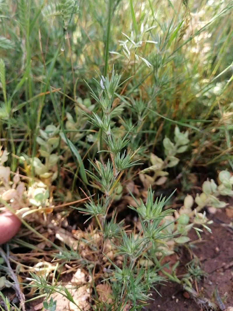 Minuartia campestris subsp. squarrosa photo 2