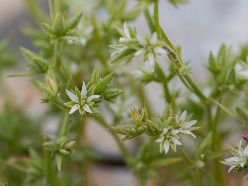 Minuartia decipiens