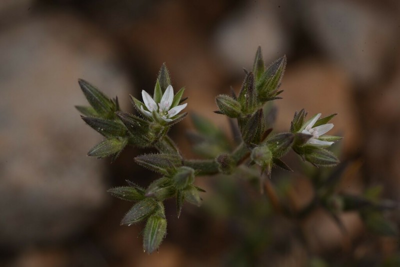 Minuartia decipiens photo 2