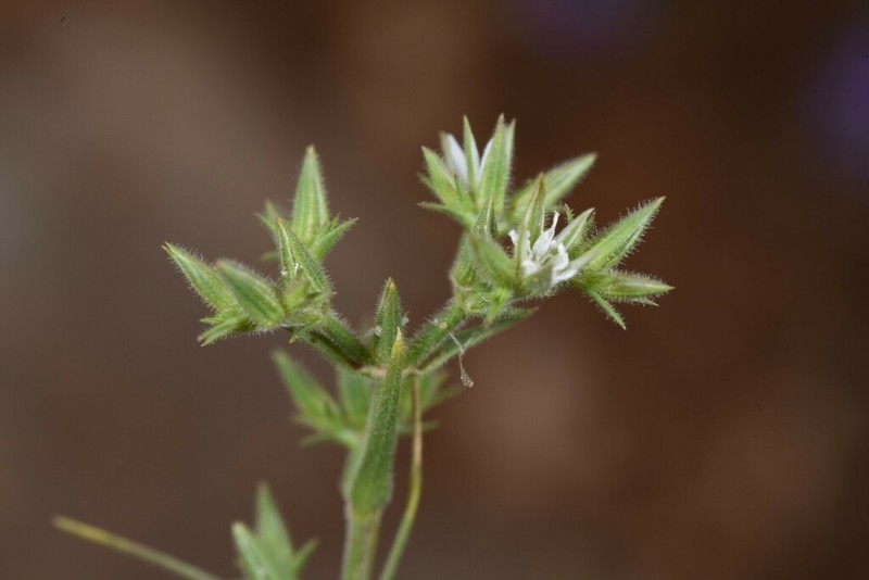 Minuartia decipiens photo 3