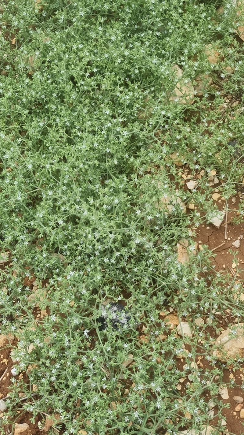 Minuartia decipiens photo 4