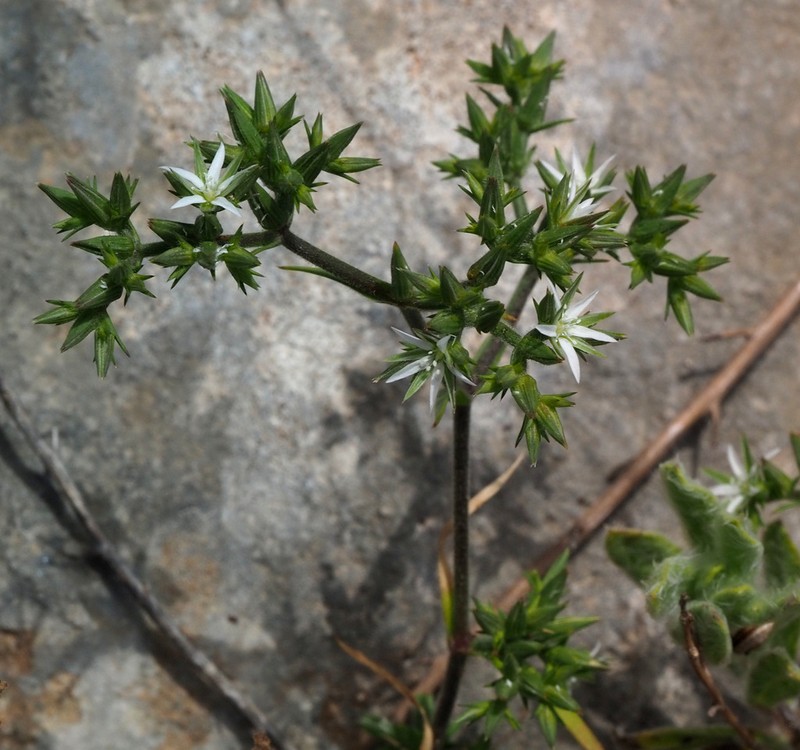 Minuartia decipiens photo 5