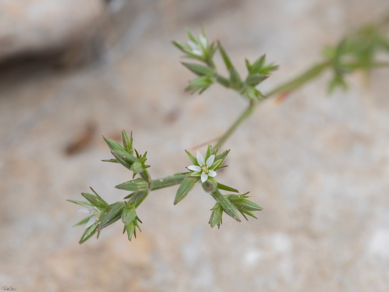 Minuartia decipiens photo 6