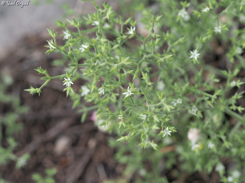Minuartia decipiens photo 7