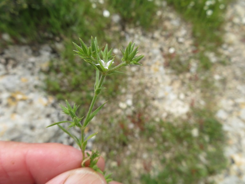 Minuartia decipiens photo 8