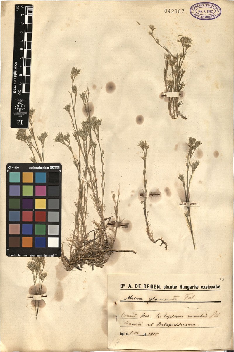 Minuartia glomerata subsp. glomerata photo 2
