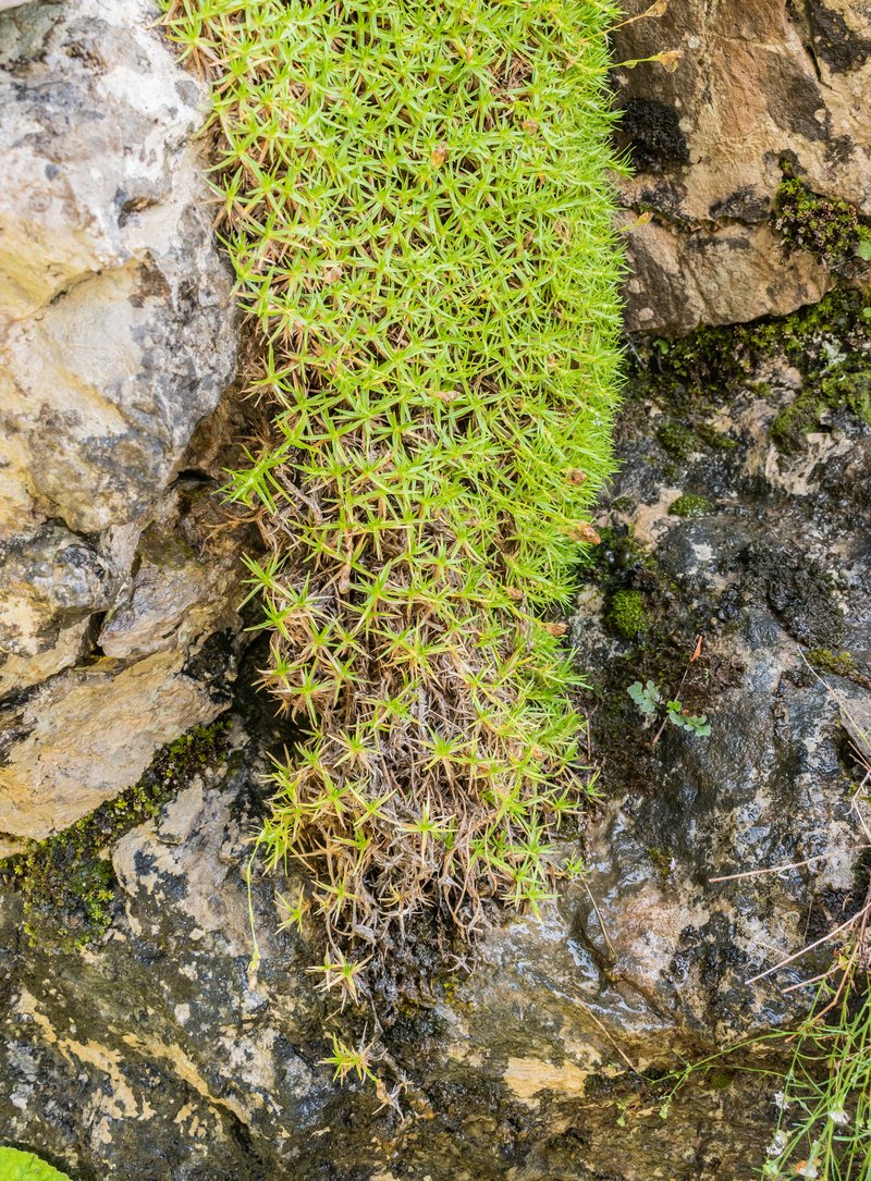 Minuartia graminifolia