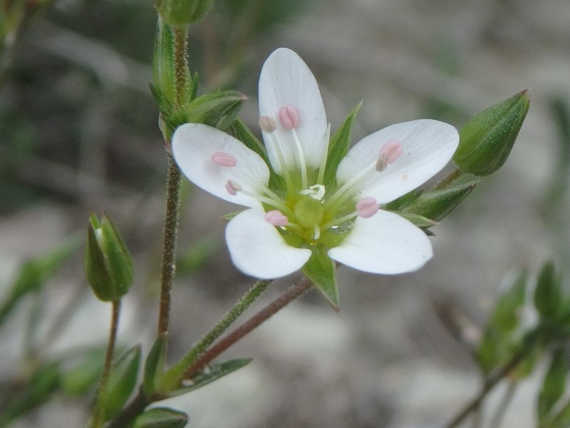 Minuartia hirsuta subsp. oreina
