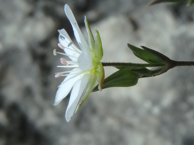 Minuartia hirsuta subsp. oreina photo 2