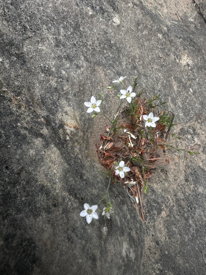 Minuartia hirsuta subsp. oreina photo 3