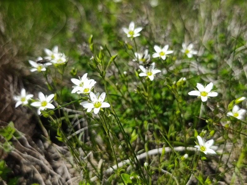Minuartia hirsuta subsp. oreina photo 4