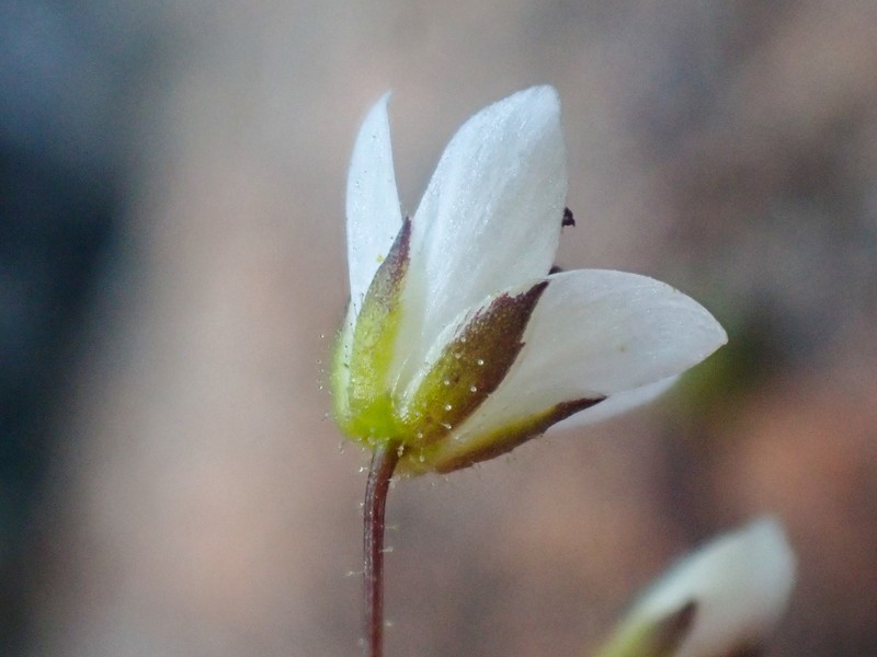 Howell's Stitchwort