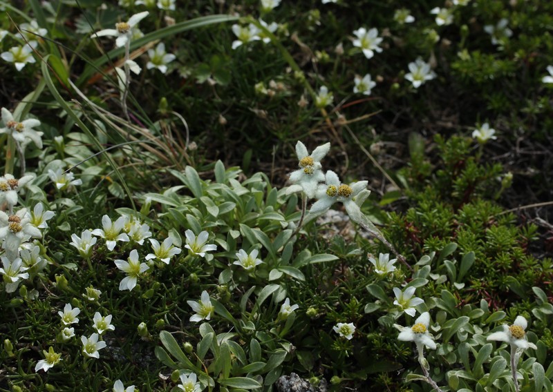 Longpod Stitchwort