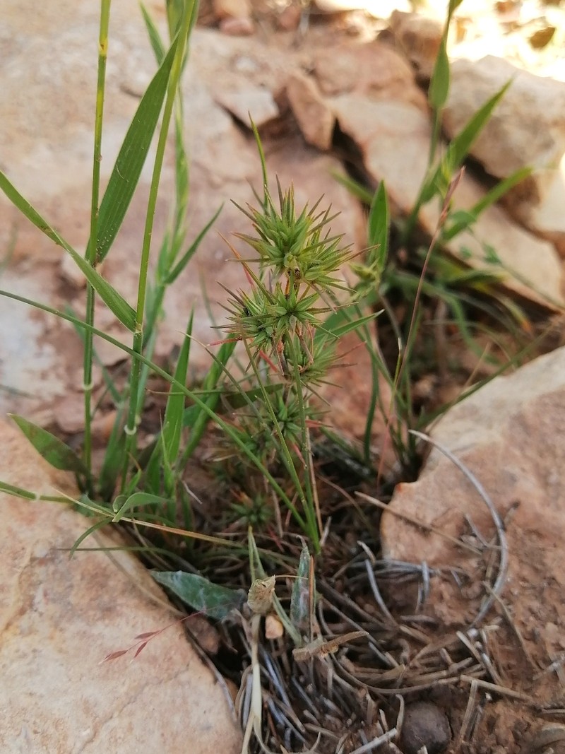 Minuartia montana subsp. montana