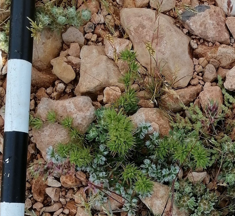 Minuartia montana subsp. montana photo 2
