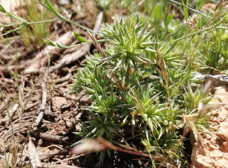 Minuartia montana subsp. montana photo 3