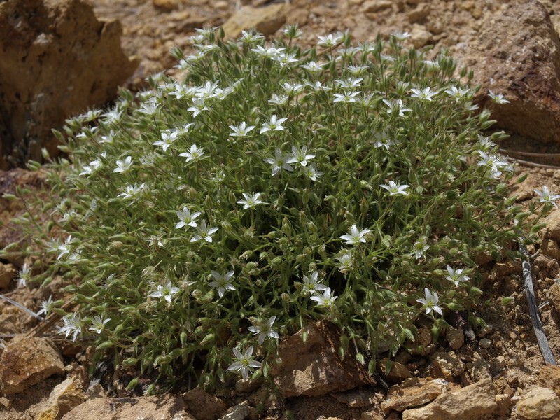 Nuttall's Sandwort photo 5