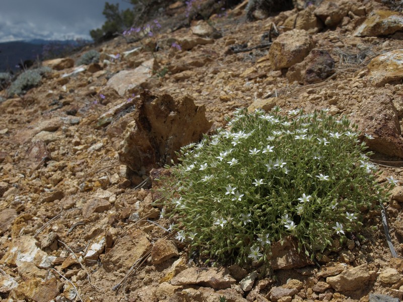 Nuttall's Sandwort photo 6