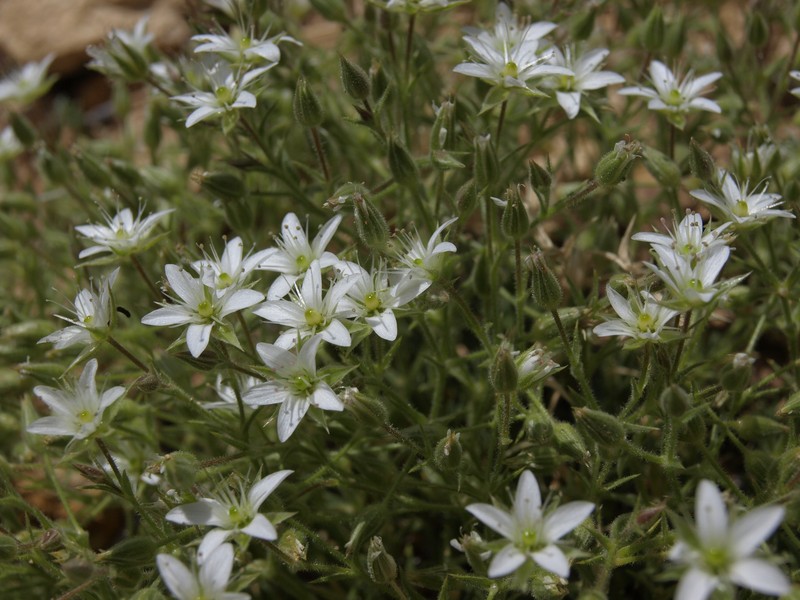 Nuttall's Sandwort photo 7