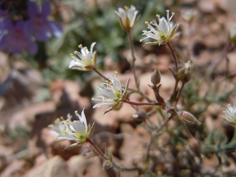 Nuttall's Sandwort photo 2