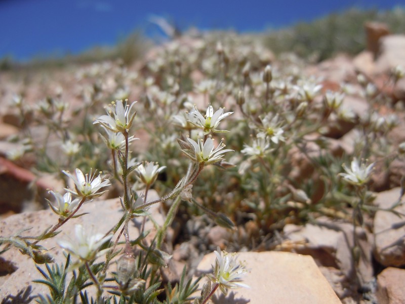 Nuttall's Sandwort photo 3