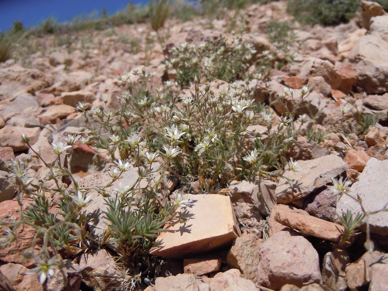 Nuttall's Sandwort photo 4