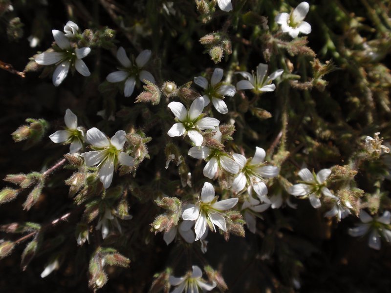 Nuttall's Sandwort