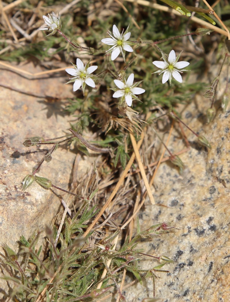 Nuttall's Sandwort photo 8