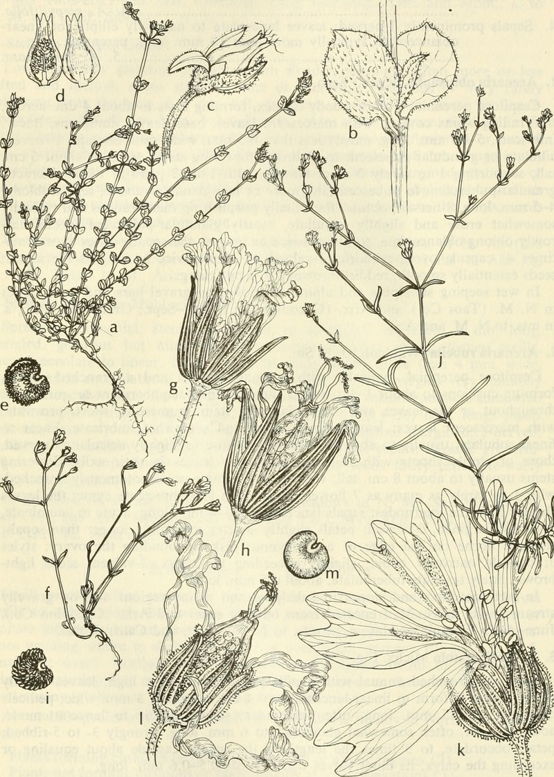 Pitcher's Stitchwort
