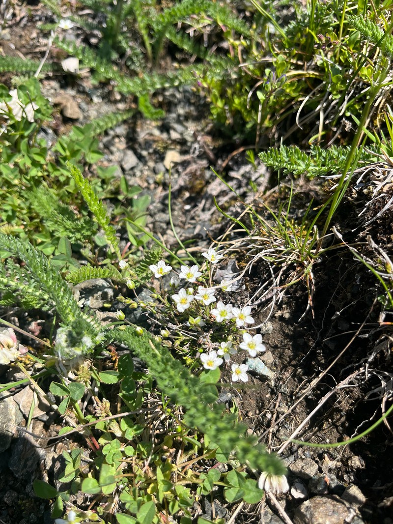 Minuartia recurva subsp. recurva