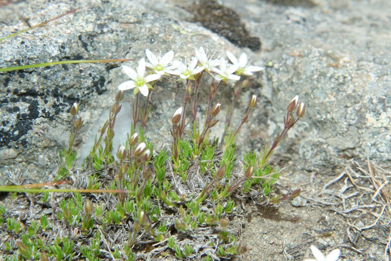 Minuartia recurva subsp. recurva photo 2