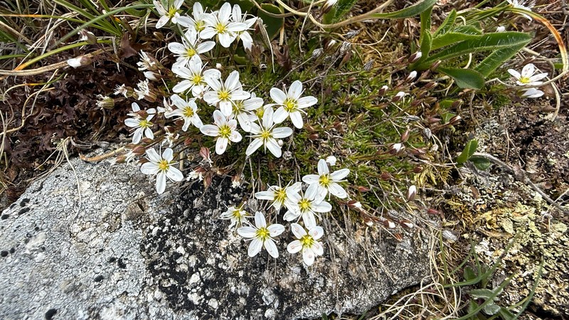 Minuartia recurva subsp. recurva photo 3