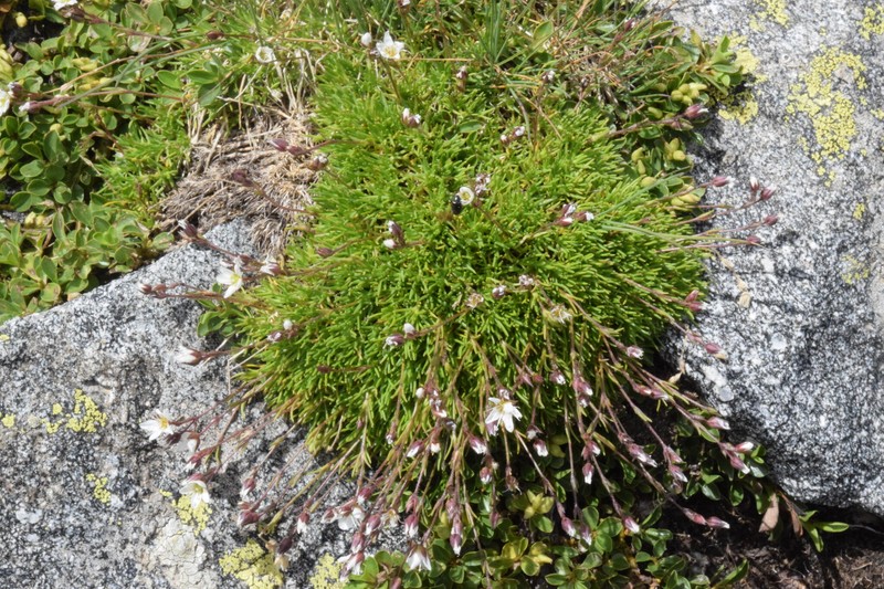 Minuartia recurva subsp. recurva photo 4