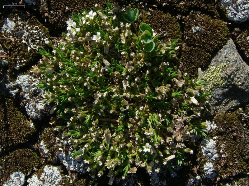 Ross' Sandwort