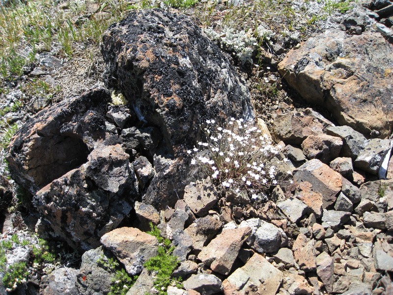 Beautiful Sandwort photo 2