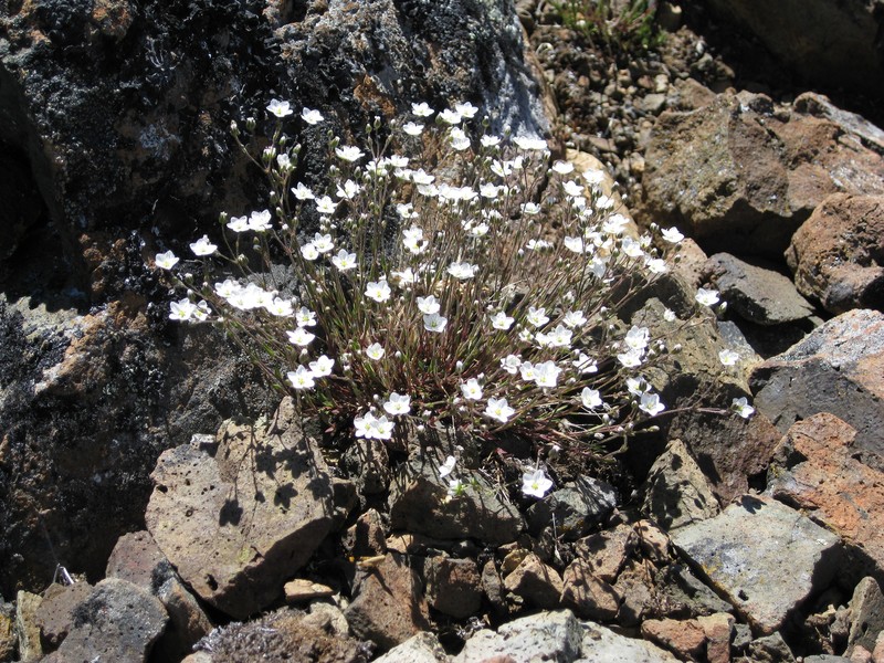 Beautiful Sandwort photo 3