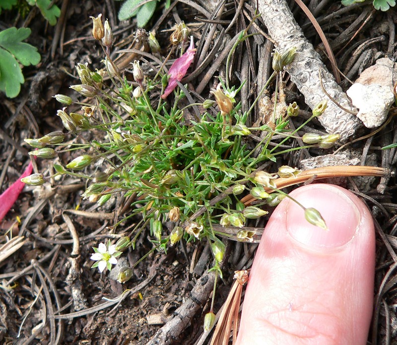 Beautiful Sandwort photo 4