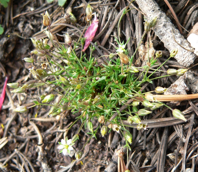 Beautiful Sandwort photo 5