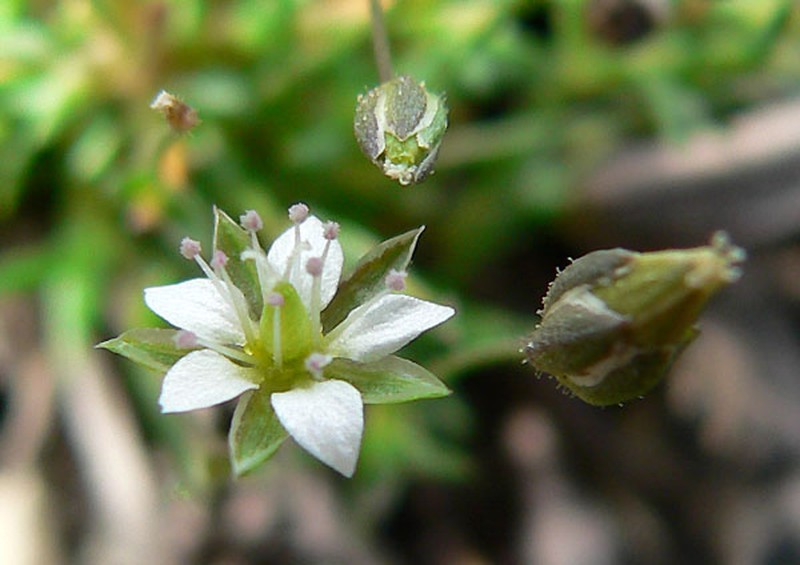 Beautiful Sandwort photo 6