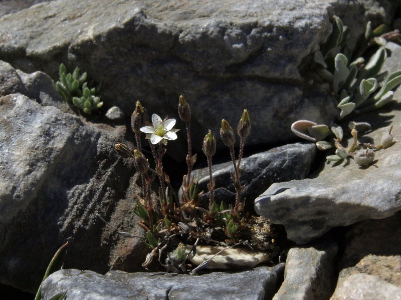Beautiful Sandwort photo 7