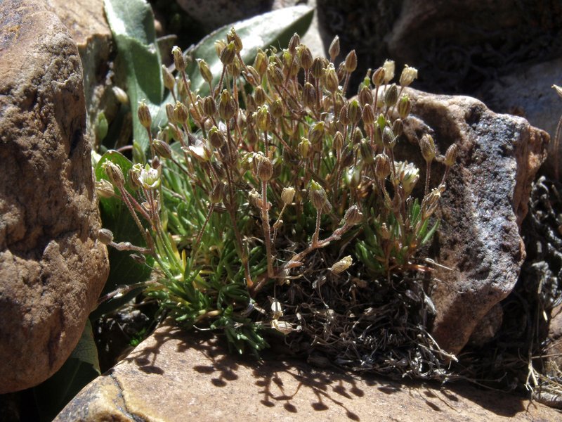 Beautiful Sandwort photo 8