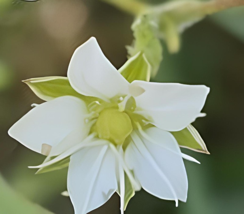 Minuartia sechmenii