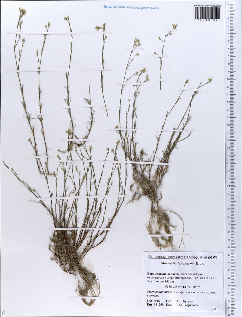 Minuartia setacea subsp. setacea