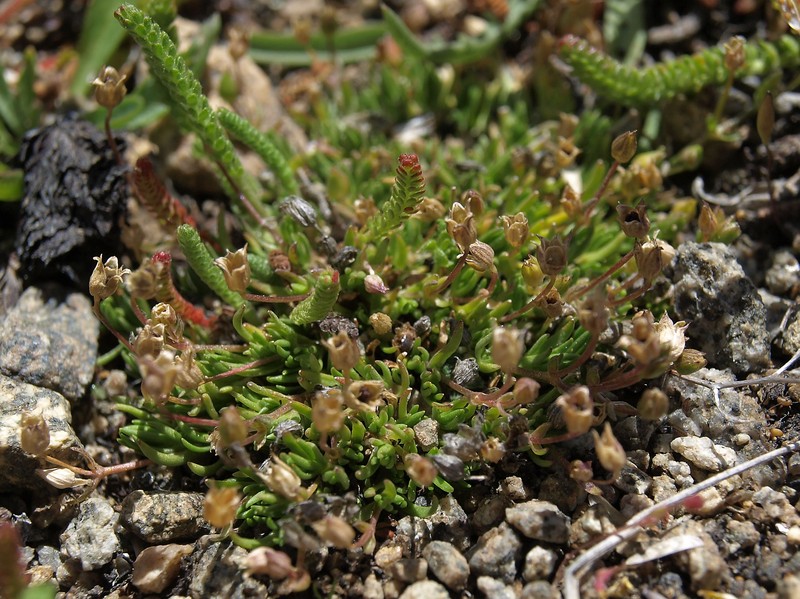 Bog Stitchwort photo 2