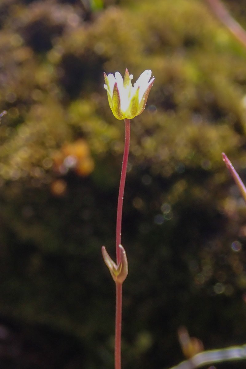 Bog Stitchwort photo 3