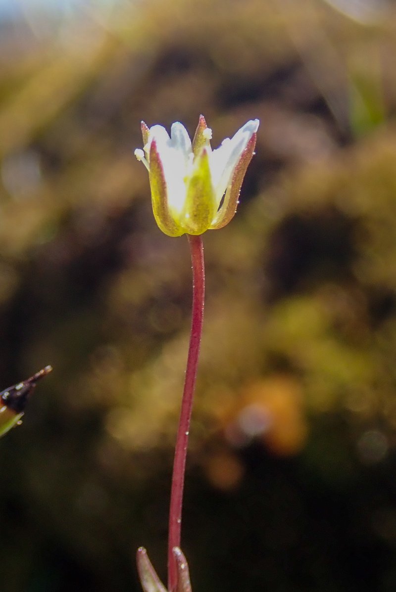 Bog Stitchwort photo 4