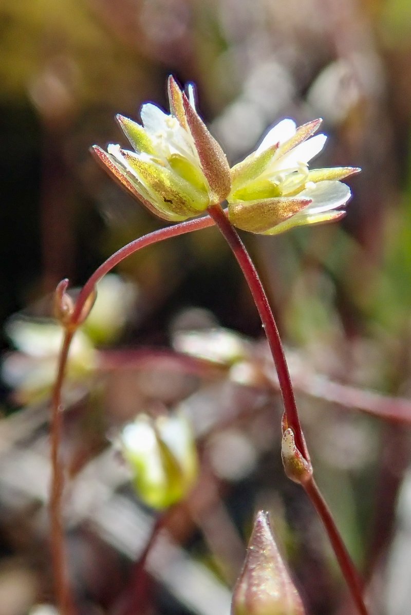 Bog Stitchwort photo 5