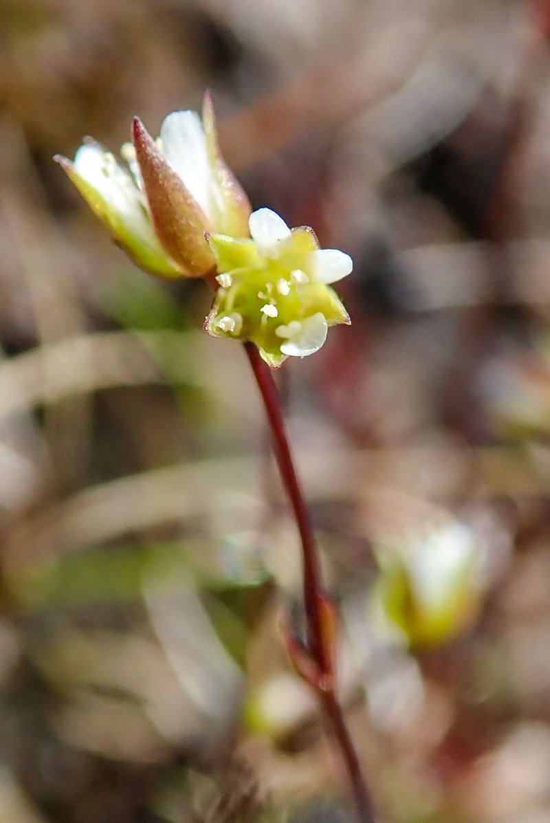 Bog Stitchwort photo 6