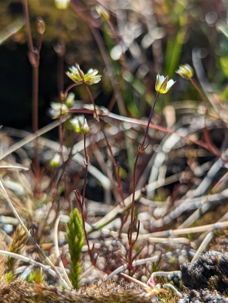 Bog Stitchwort photo 7