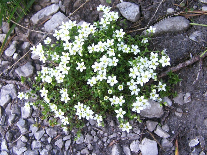 Slender Stitchwort